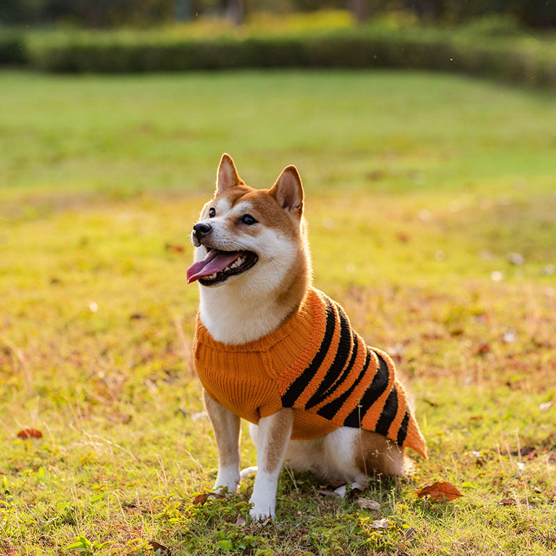 Pooch Pumpkin Patch Halloween Cosplay Sweaters for Dogs